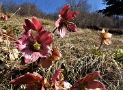 64 Ellebori fecondati (Helleborus niger) 